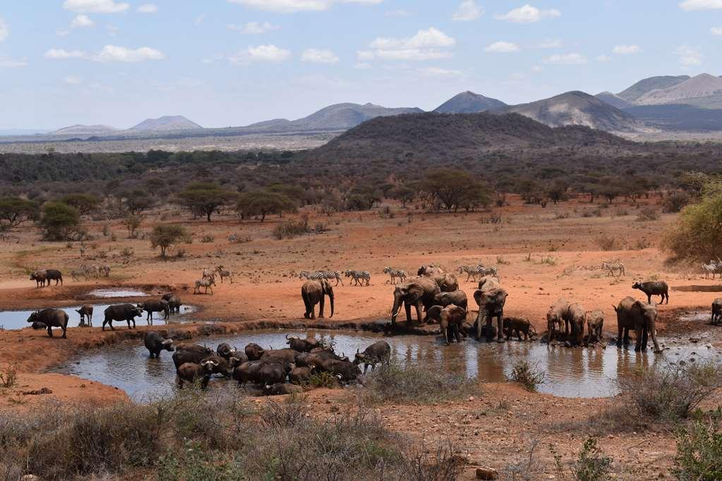 Kilaguni Serena Safari Lodge Tsavo Tiện nghi bức ảnh